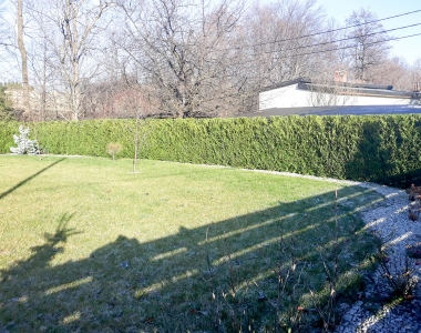 Żywopłoty